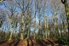 Meijendel2
