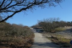 Meijendel4