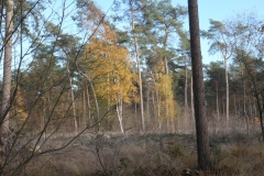 Breda2