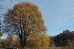 Breda5