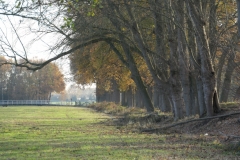 Breda8