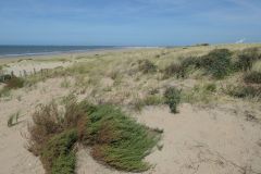 Kennemerduinen2