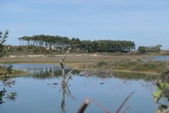 Kennemerduinen4
