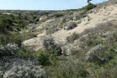 Kennemerduinen7