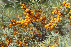 Kennemerduinen8