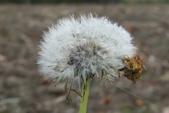 ZuidLimburg8