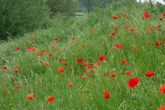 Roermond8