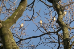 sittard11