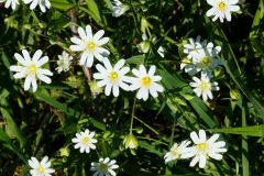 SlenakenVaals-5