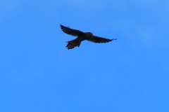 Texel7