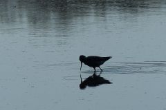 grutto-of-tureluur